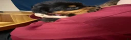 Rottweiler dogs for sale: Rottweiler Puppy 7 - Ad 6