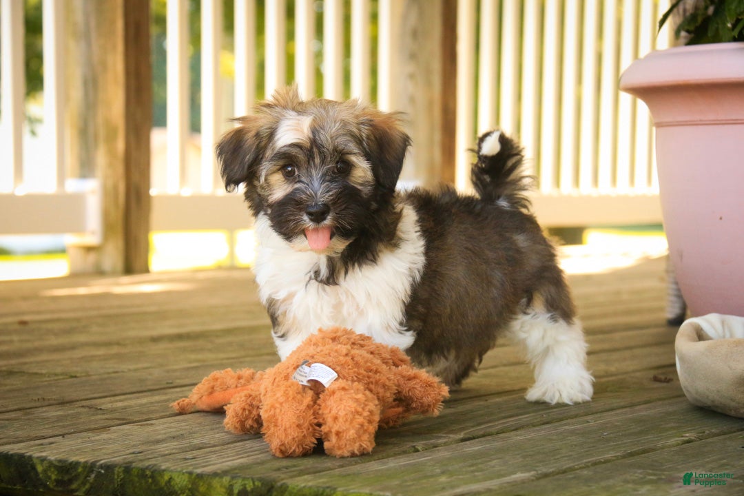 Havanese