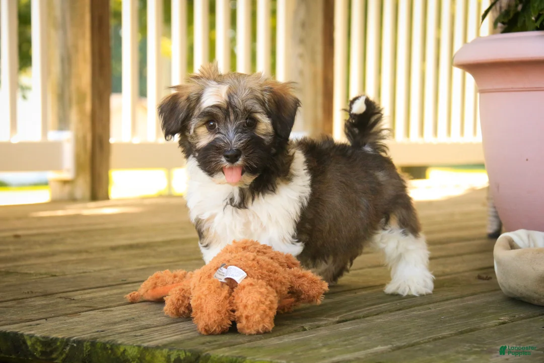 Havanese dogs for sale: Atlas Havanese  - Ad 1