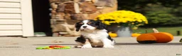 Cavalier King Charles Spaniel dogs for sale: Kaylee - Ad 5