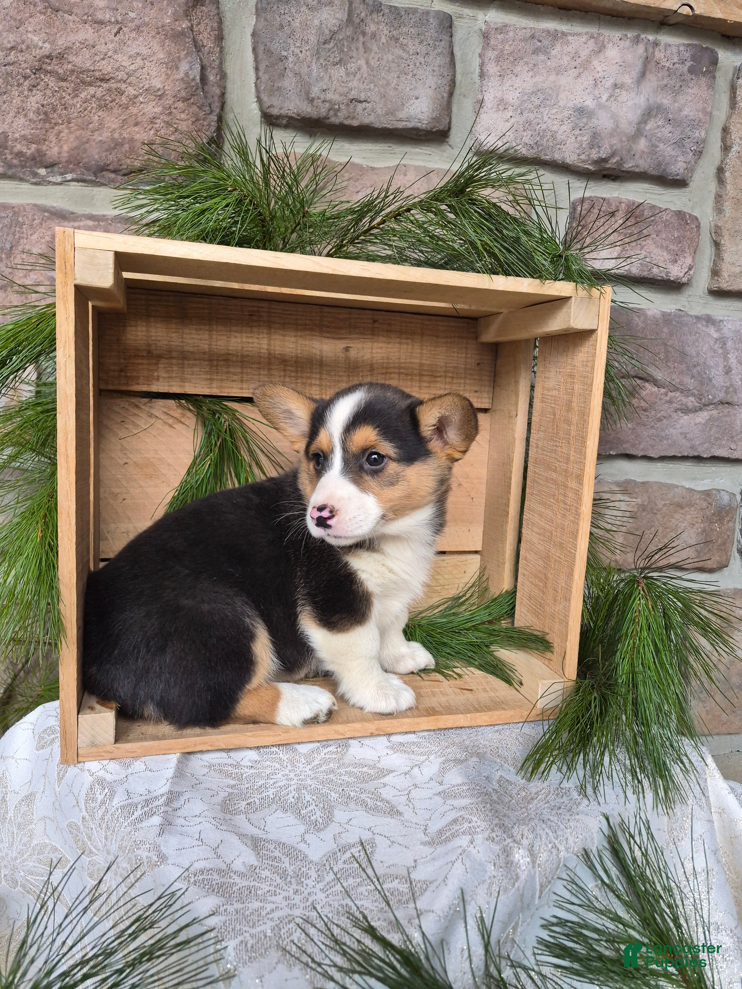 Welsh Corgi Pembroke dogs Riley - Ad 38