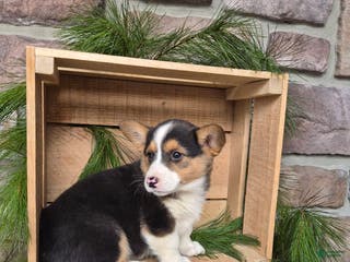 Welsh Corgi Pembroke dogs Riley - Ad 39