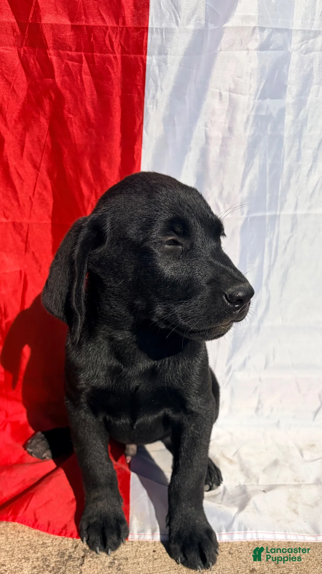 Labrador Retriever dogs for sale: Labrador Retriever 3 - Ad 2