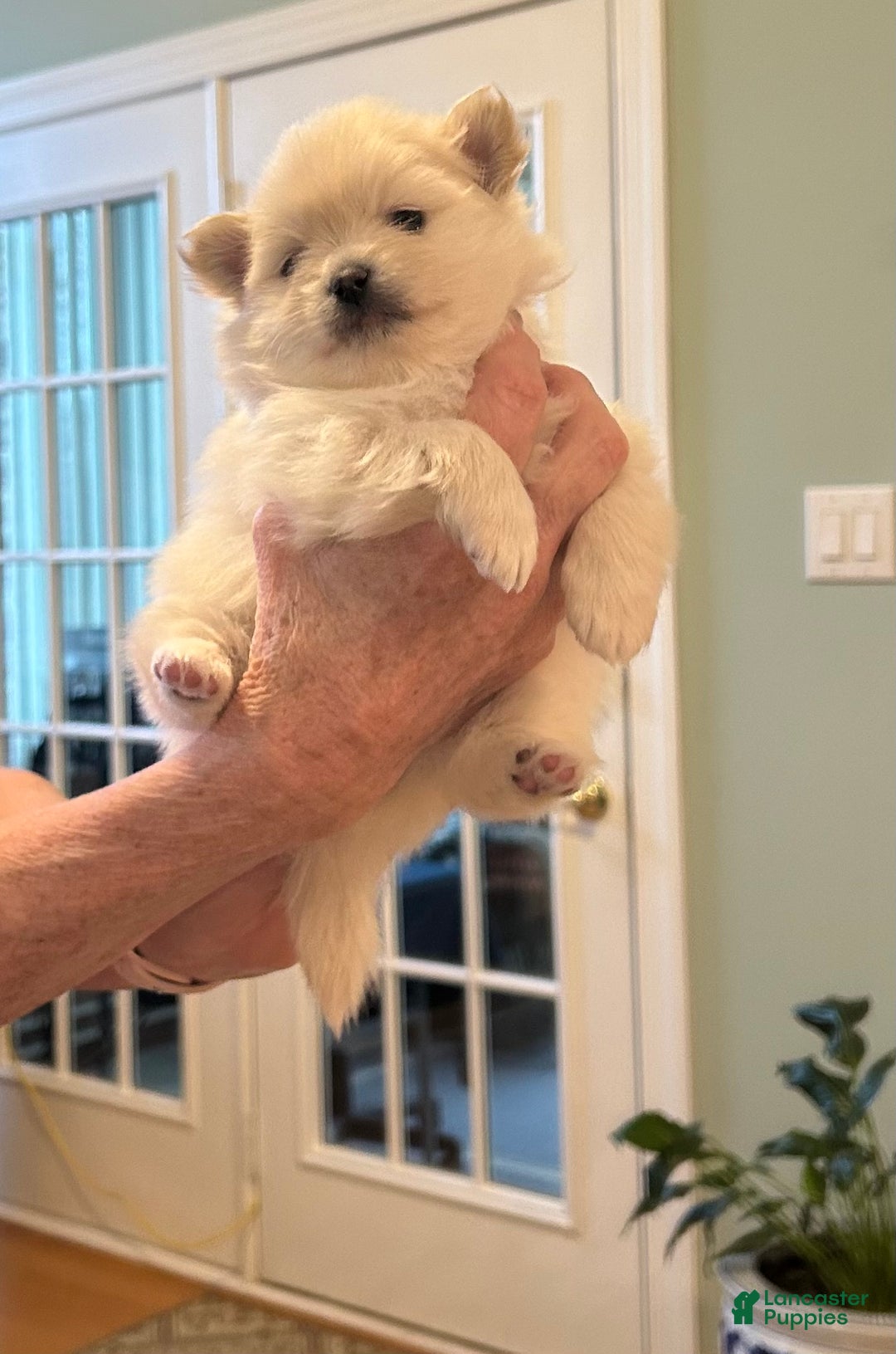 Pomeranian dogs for sale: Pomeranian Puppy 3 - Ad 6