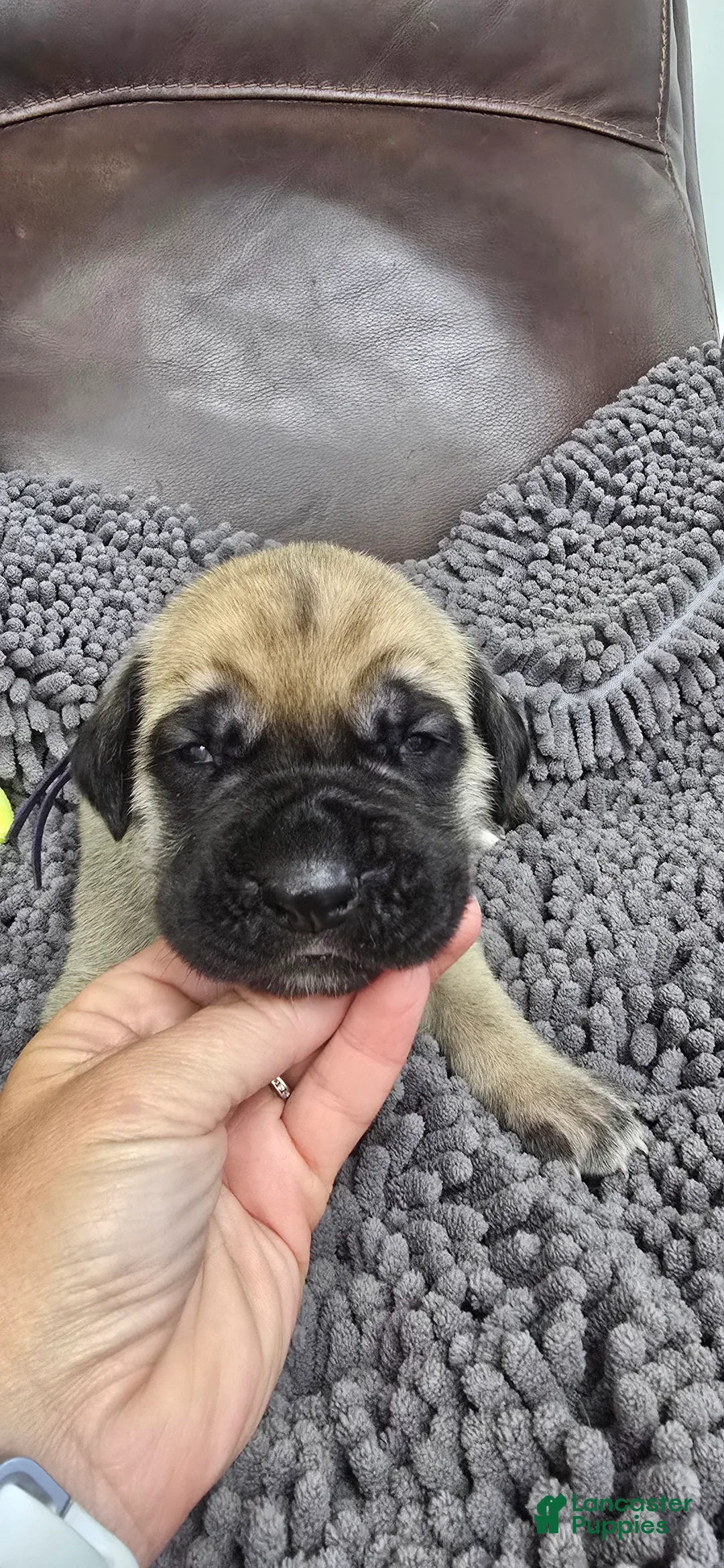English Mastiff dogs for sale: Minnie - Ad 1