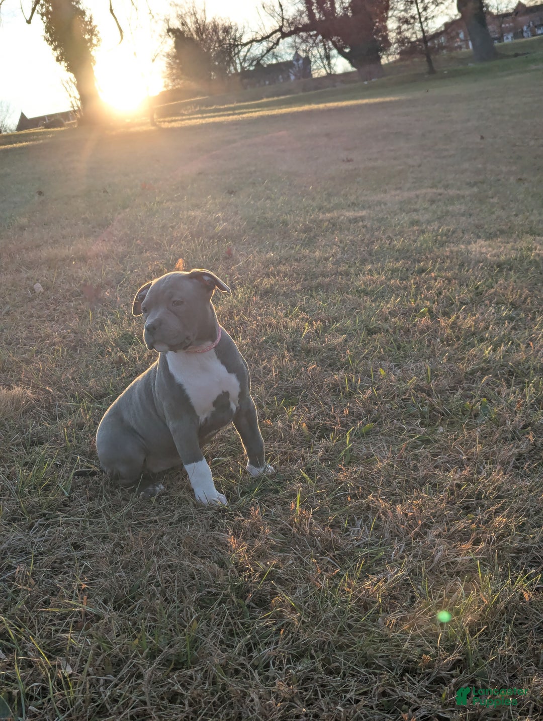 American Bully dogs for sale: G3 - Ad 8
