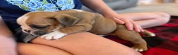 English Bulldog dogs for sale: Rudy - Ad 4