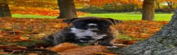 Boxer dogs for sale: Israel  - Ad 12