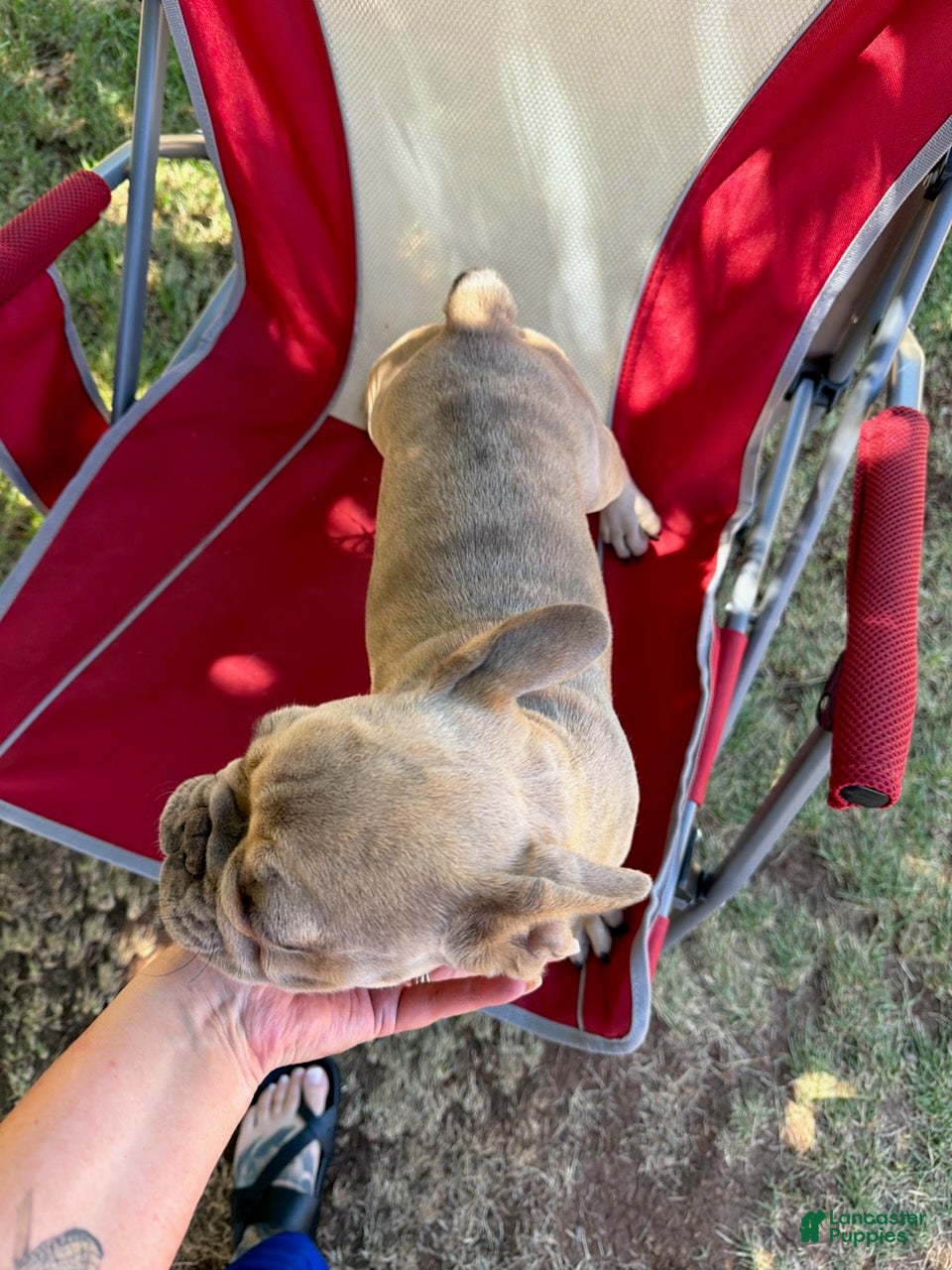 French Bulldog dogs little heifer - Ad 1
