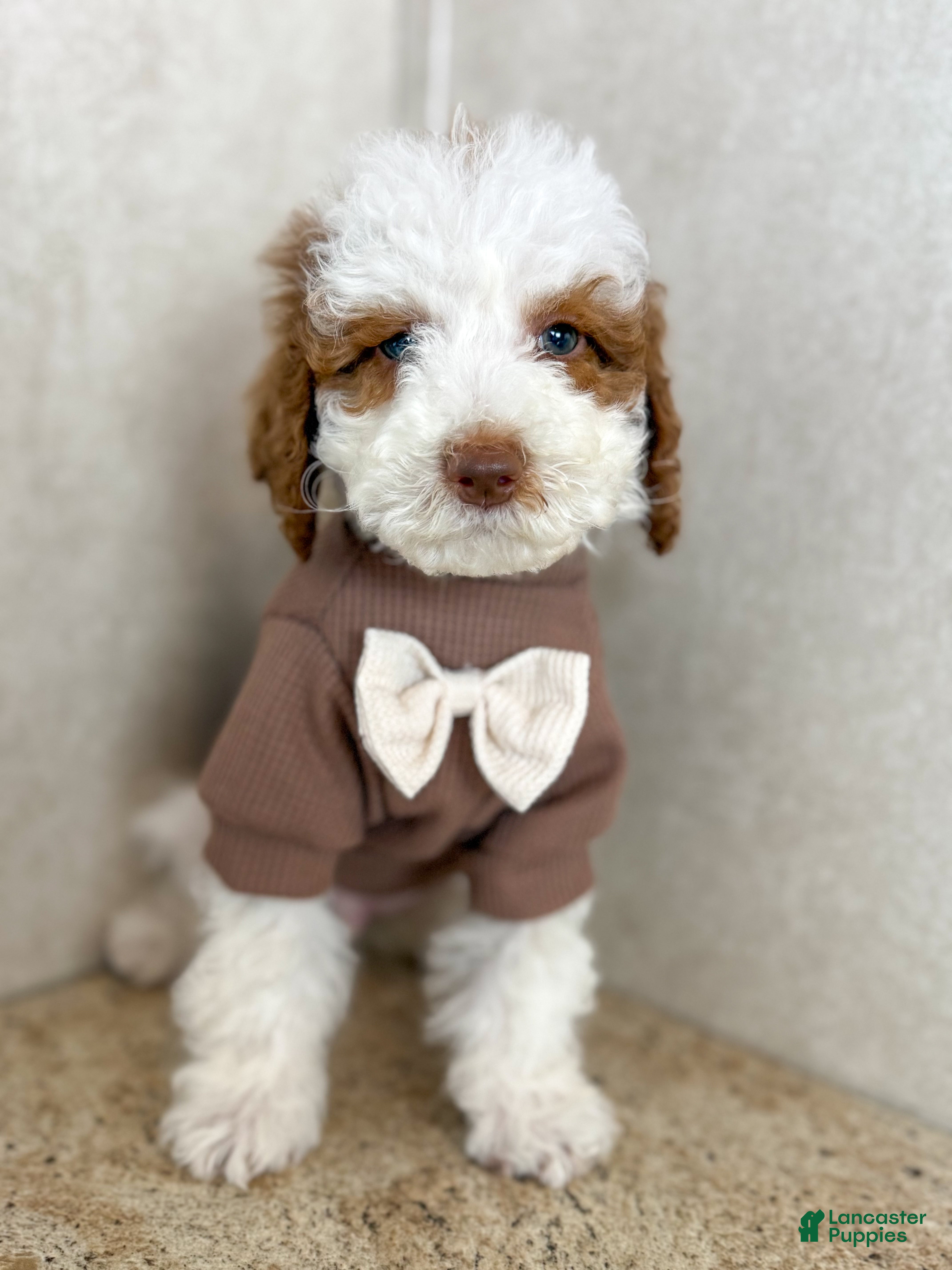 Goldendoodle dogs Sneezy - Ad 2