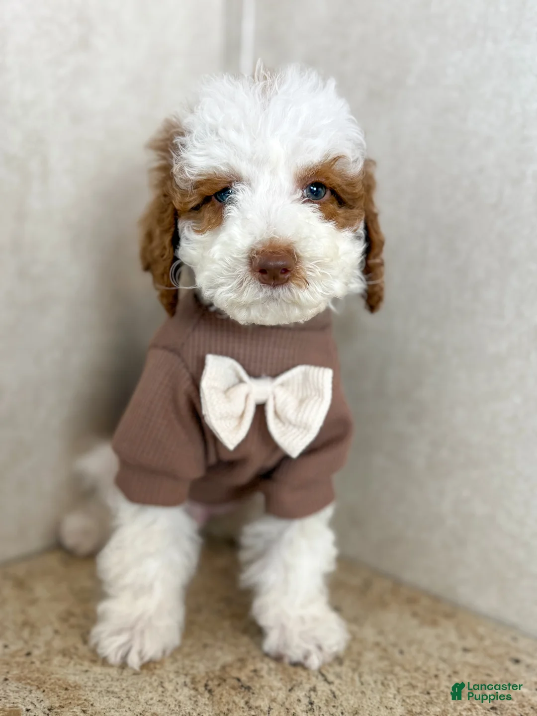 Goldendoodle dogs for sale: Sneezy - Ad 2