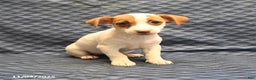 Jack Russell Terrier dogs for sale: Anna - Ad 2
