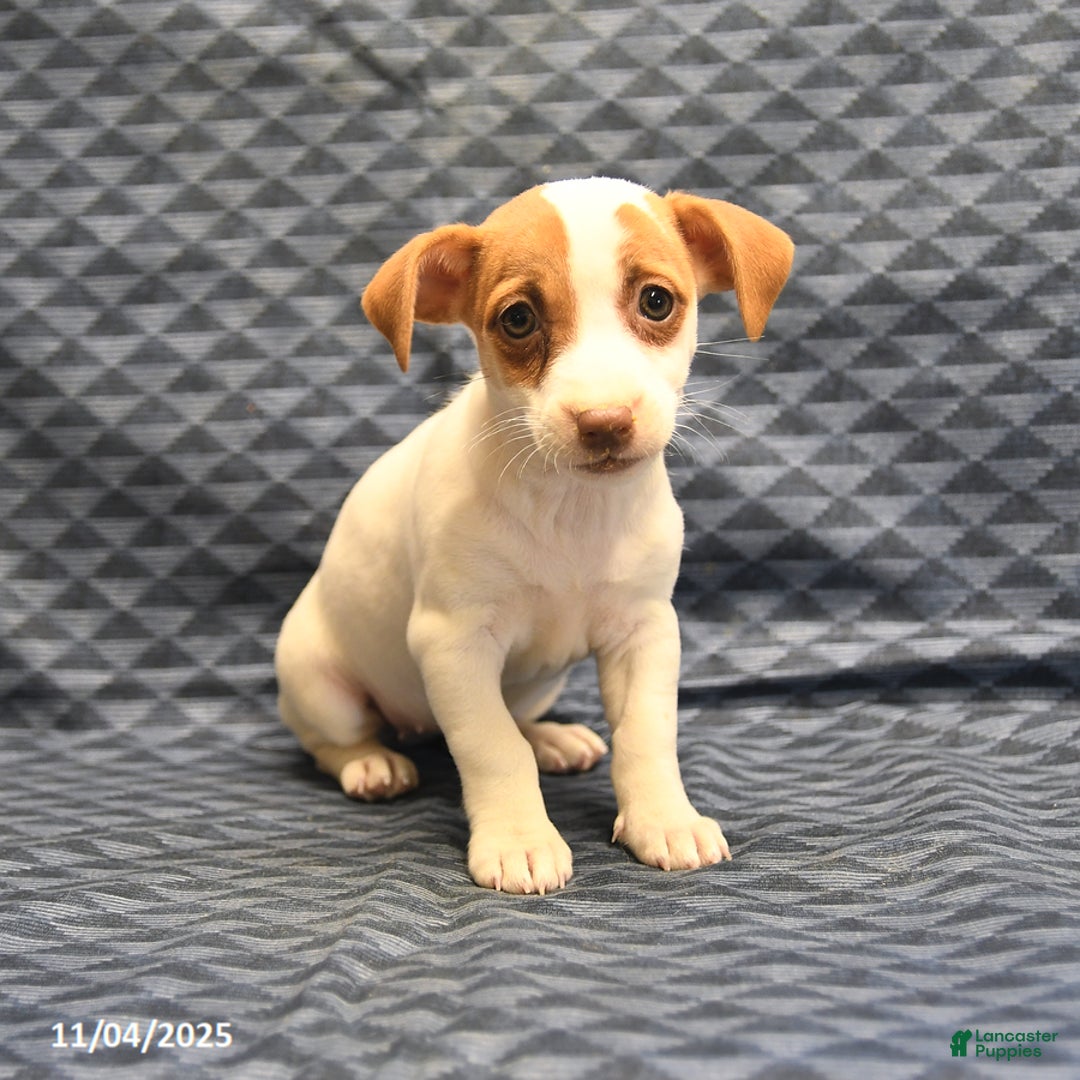 Jack Russell Terrier dogs for sale: Anna - Ad 2