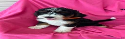 Mini Bernedoodle dogs for sale: OAKLEY - Ad 7