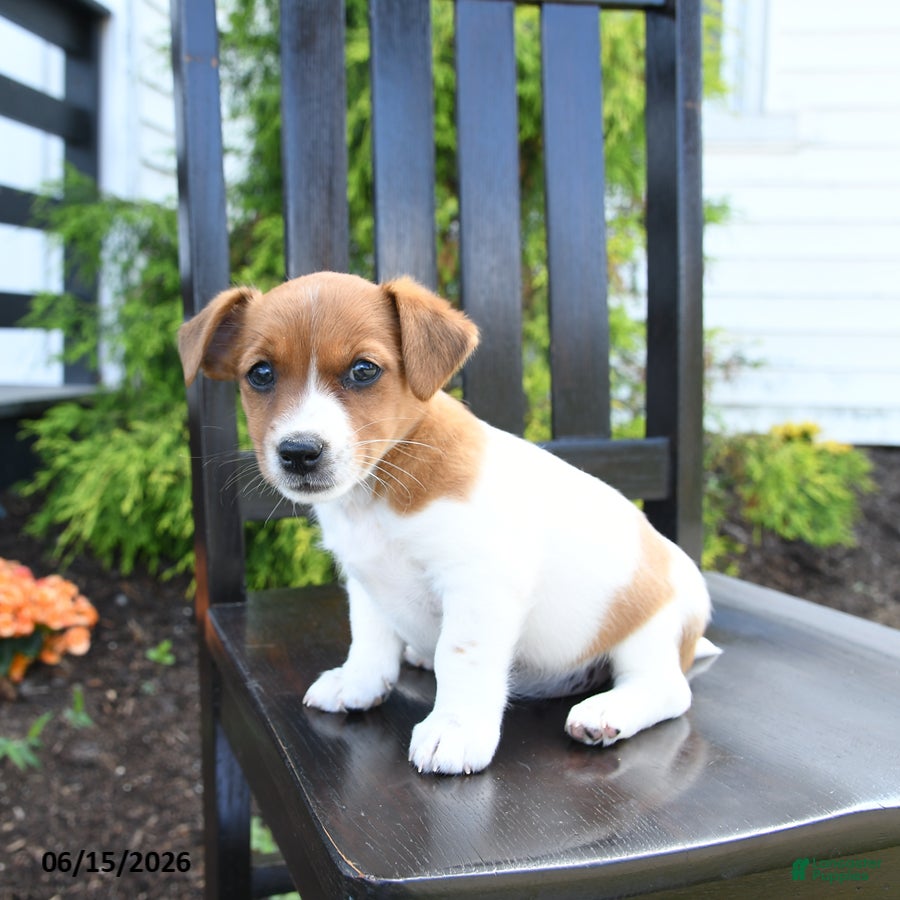 Jack Russell Terrier dogs Piper - Ad 2
