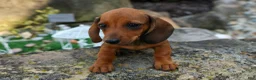 Miniature Dachshund dogs for sale: Sweet Pea 🎀 - Ad 4