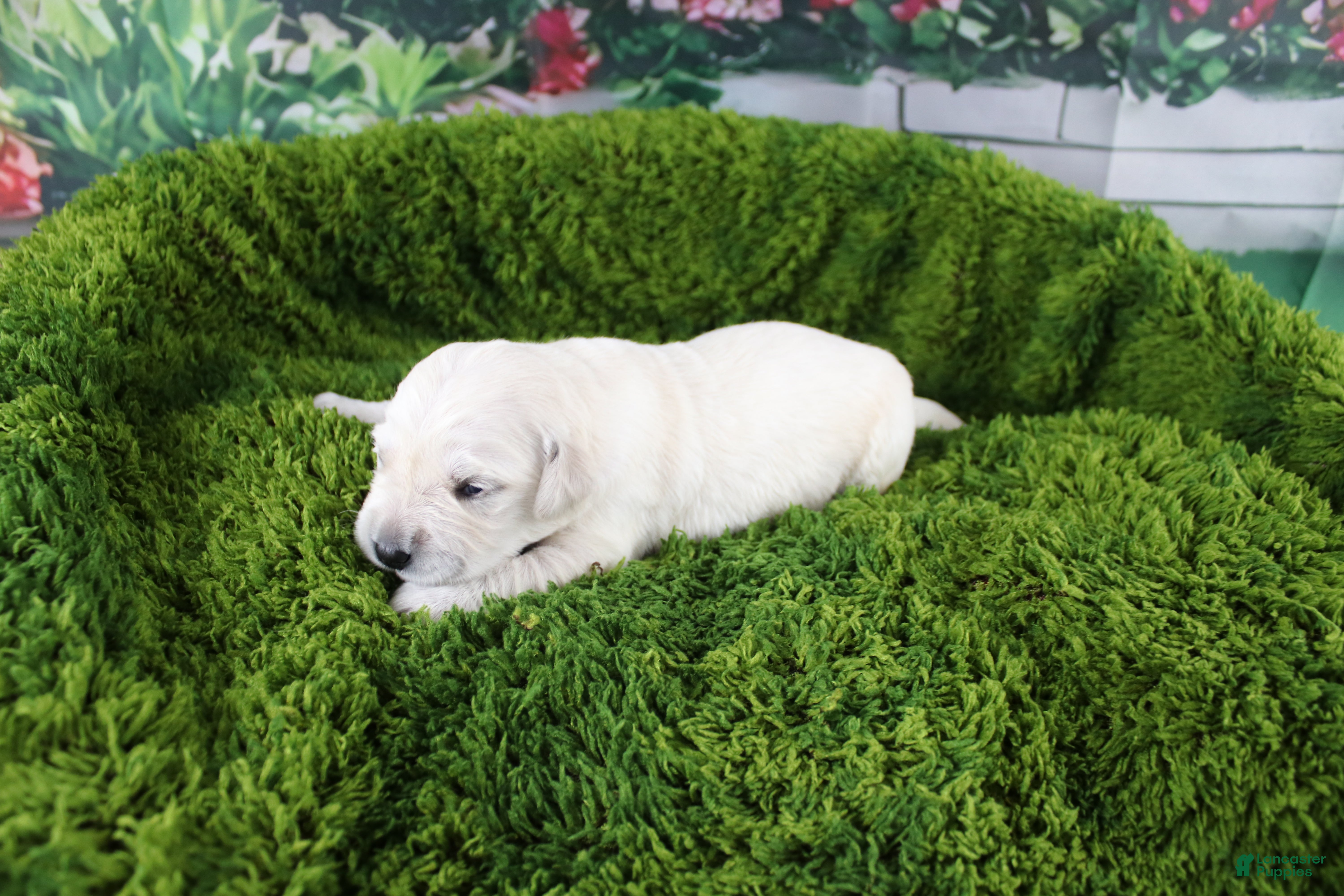 Golden Retriever dogs Ivory - Ad 21