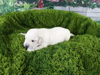 Golden Retriever dogs Ivory - Ad 21