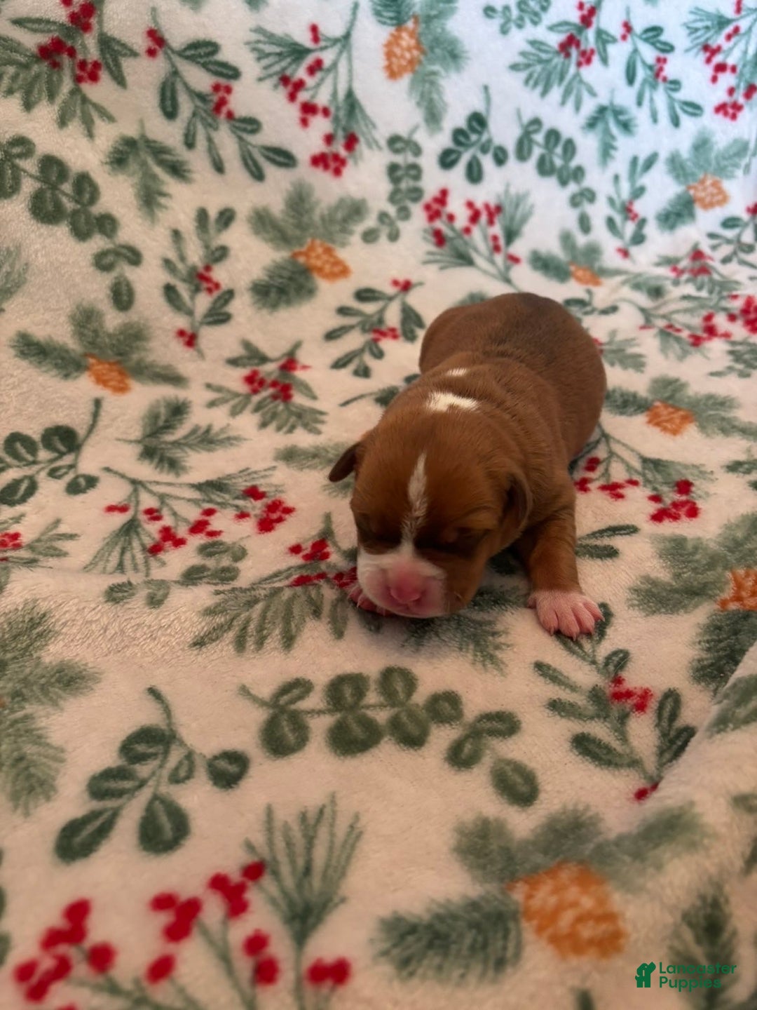 Mixed Breed dogs for sale: Venus - Ad 1