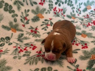 Mixed Breed dogs Venus - Ad 13