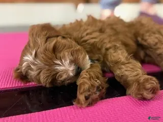 Mini Goldendoodle dogs Waylon 💙 Genetic Clear Parents - Ad 30