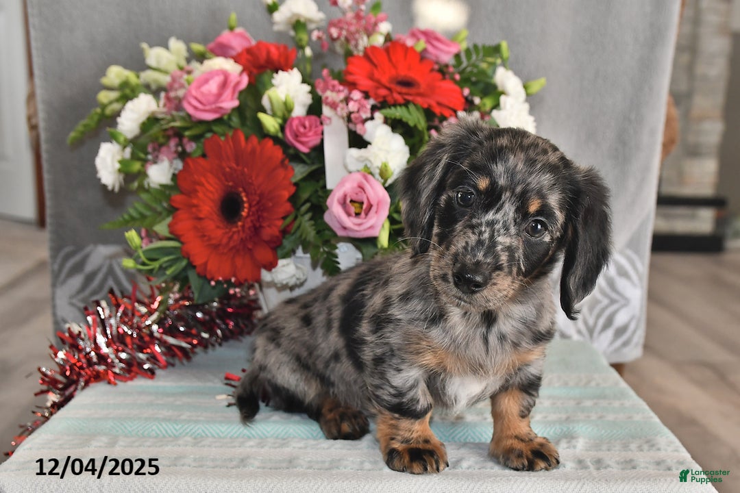 Miniature Dachshund dogs for sale: Millie - Ad 4