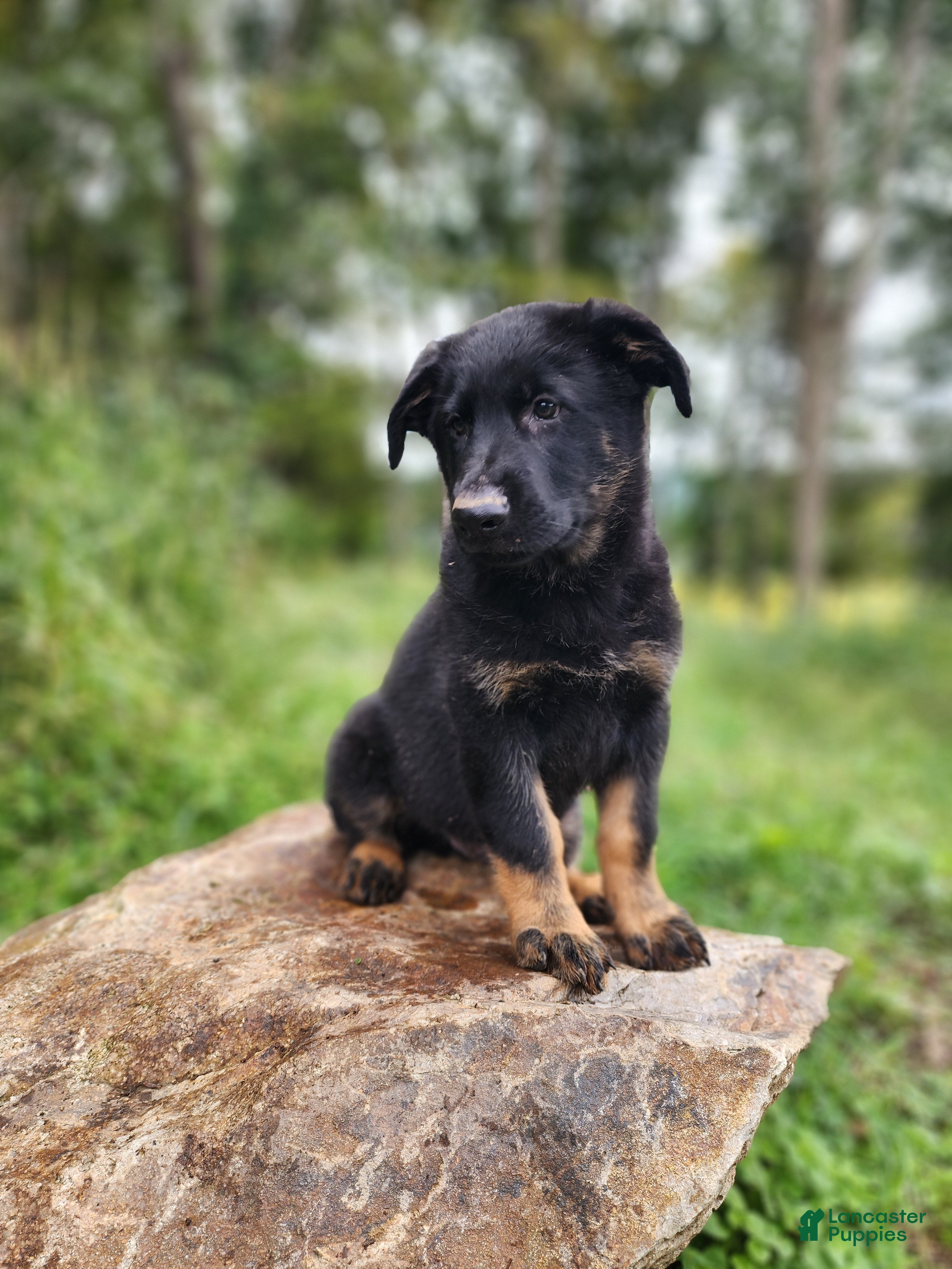 German Shepherd dogs Trek - Ad 2