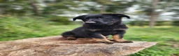 German Shepherd dogs for sale: Trek - Ad 2
