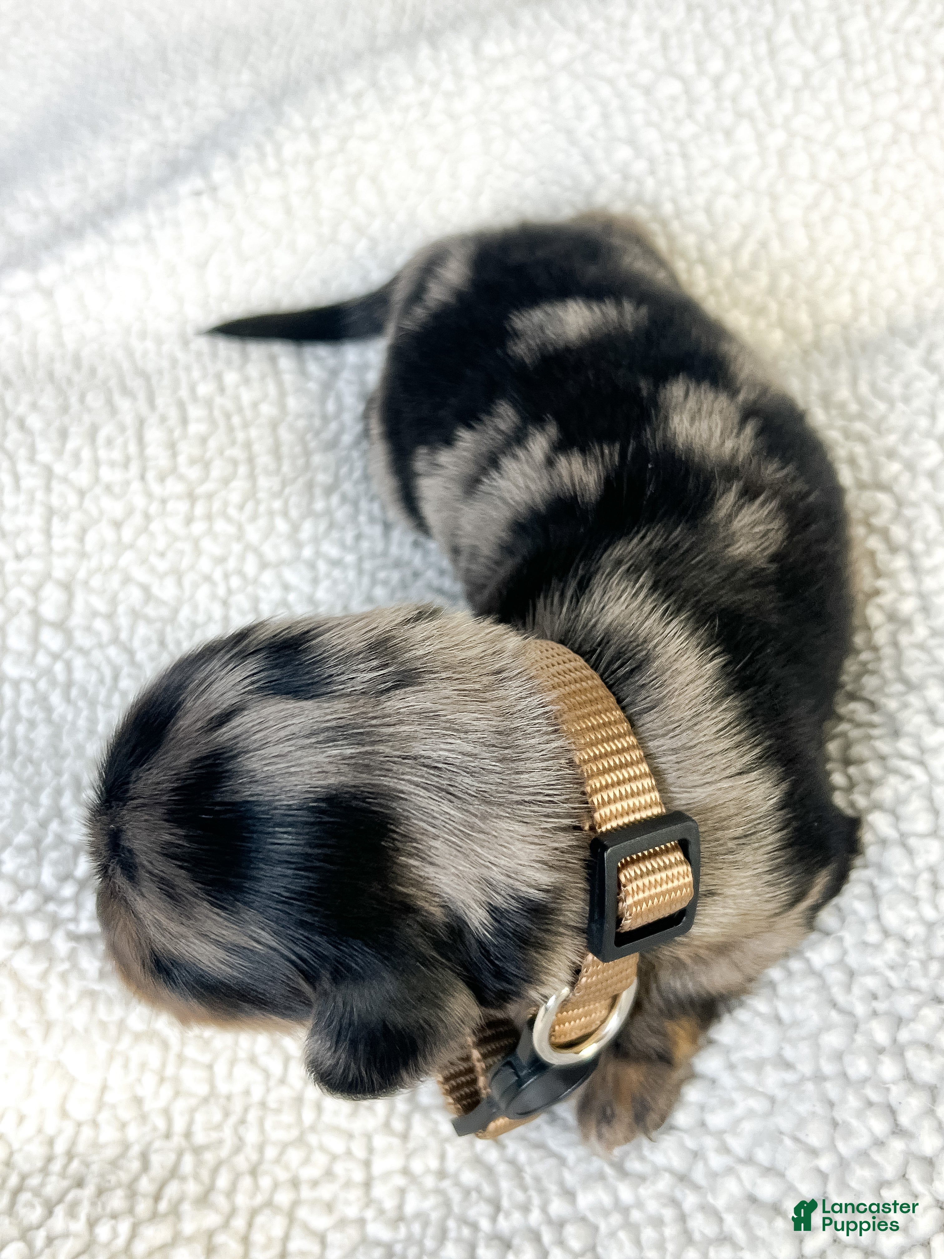 Miniature Dachshund dogs Chocolate - Ad 5