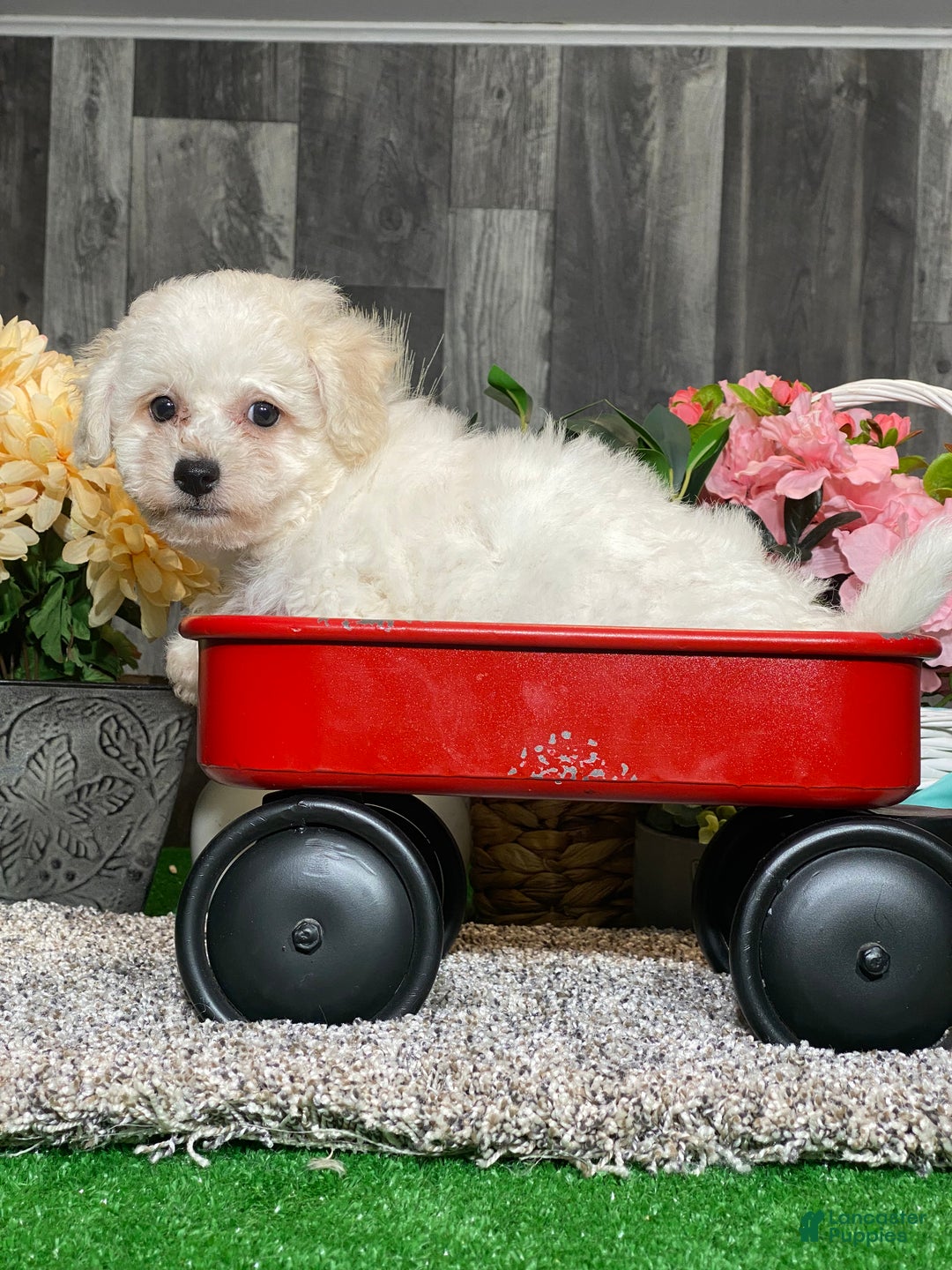 Bichon Frise dogs for sale: Blaine  - Ad 5
