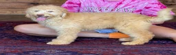 Miniature Labradoodle dogs for sale: Sunshine - Ad 4