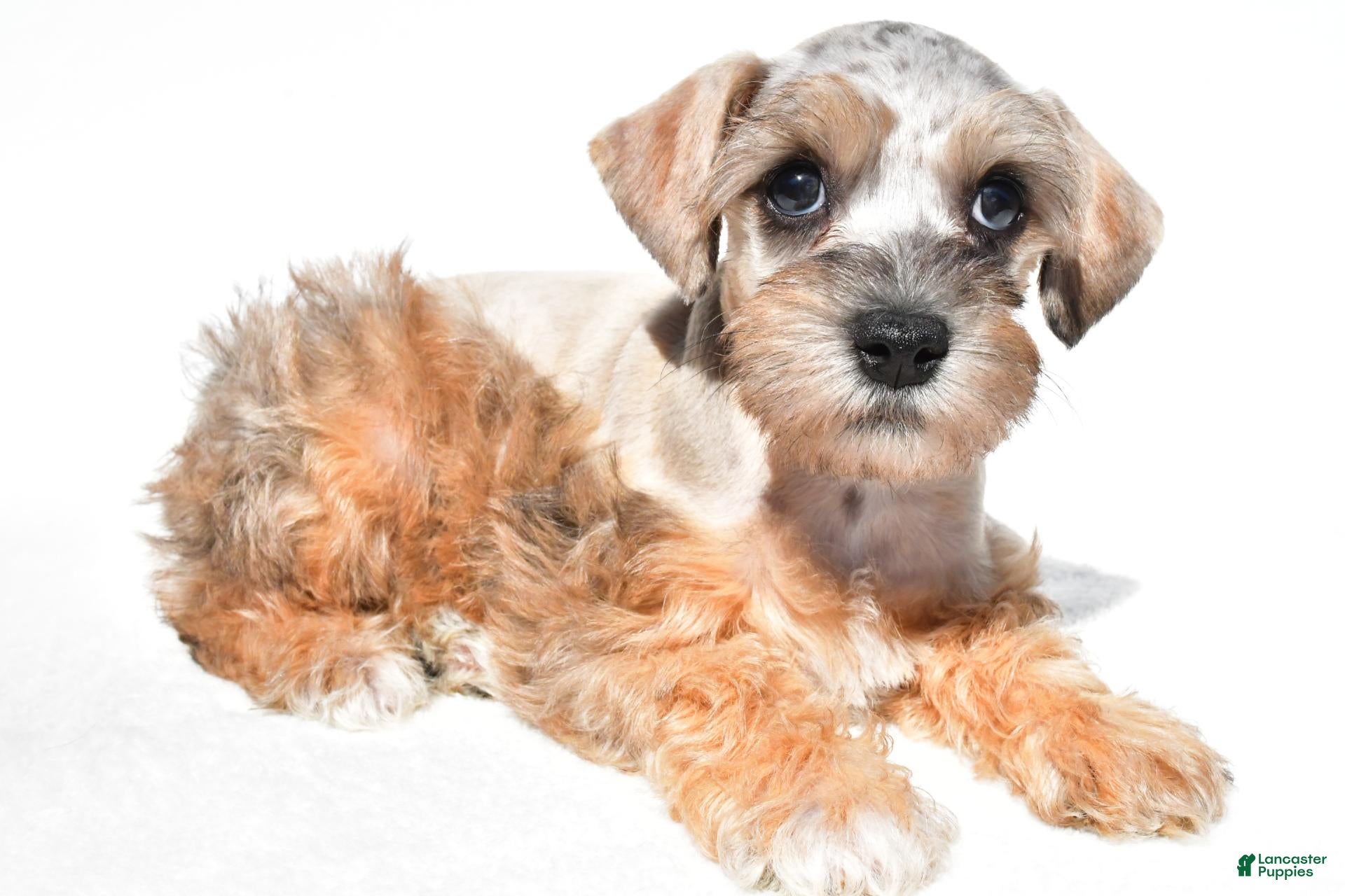 Schnoodle dogs Reba - Ad 2