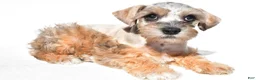 Schnoodle dogs for sale: Reba - Ad 2