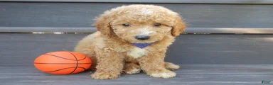 Mason (medium)
