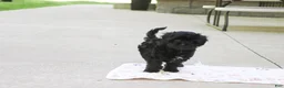 Cavapoo dogs for sale: Sophie - Ad 9