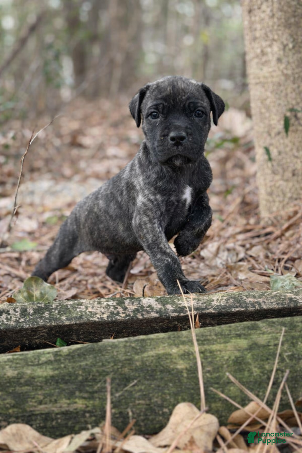 Cane Corso dogs Sven  - Ad 6