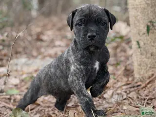 Cane Corso dogs Sven - Ad 20