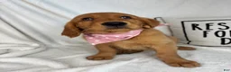 Golden Retriever dogs for sale: Ginger - Ad 2