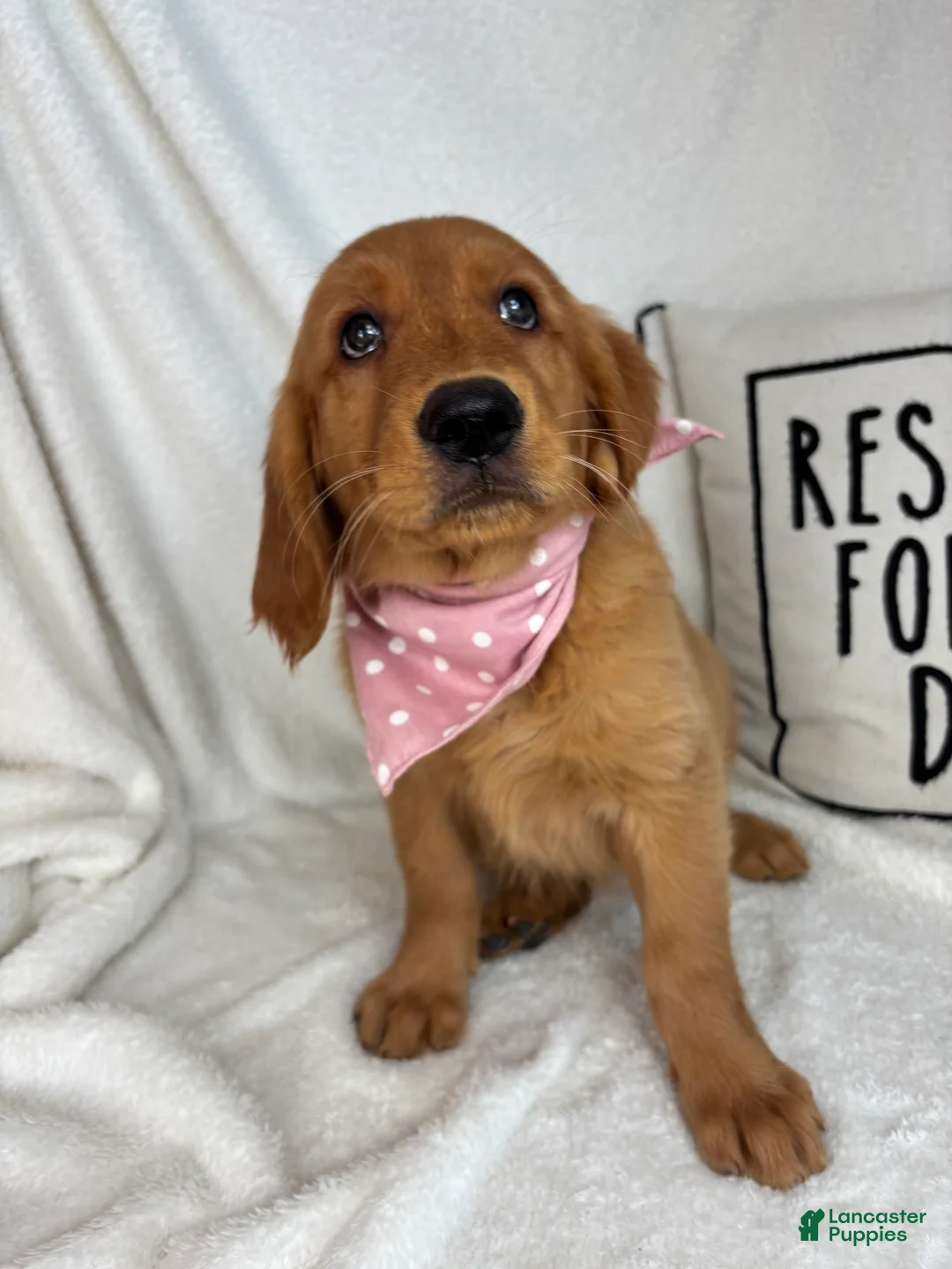 Golden Retriever dogs for sale: Ginger - Ad 2