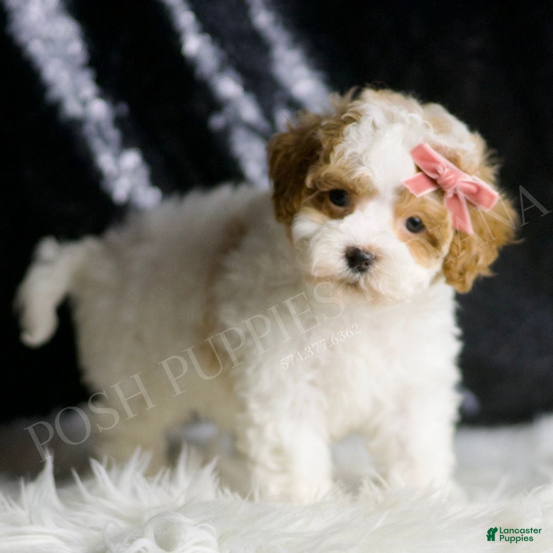 Maltipoo dogs for sale: Ellie - Ad 4