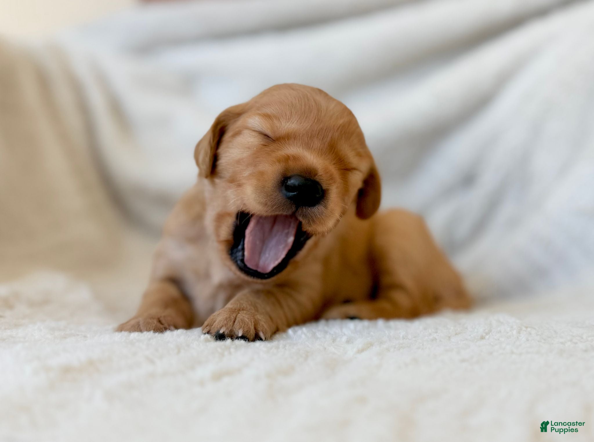 Golden Retriever dogs Golden Retriever 3 - Ad 29