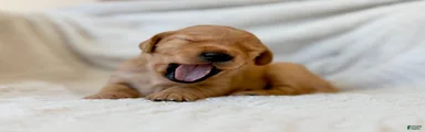 Golden Retriever 3