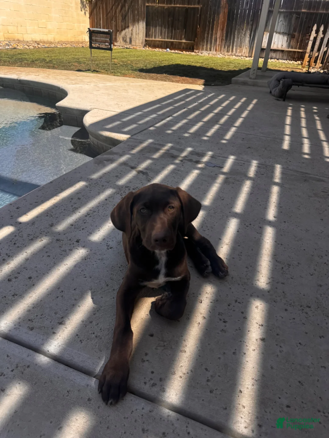 German Shorthaired Pointer dogs for sale: Coco - Ad 2