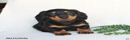 Miniature Dachshund dogs for sale: Dallas - Ad 4