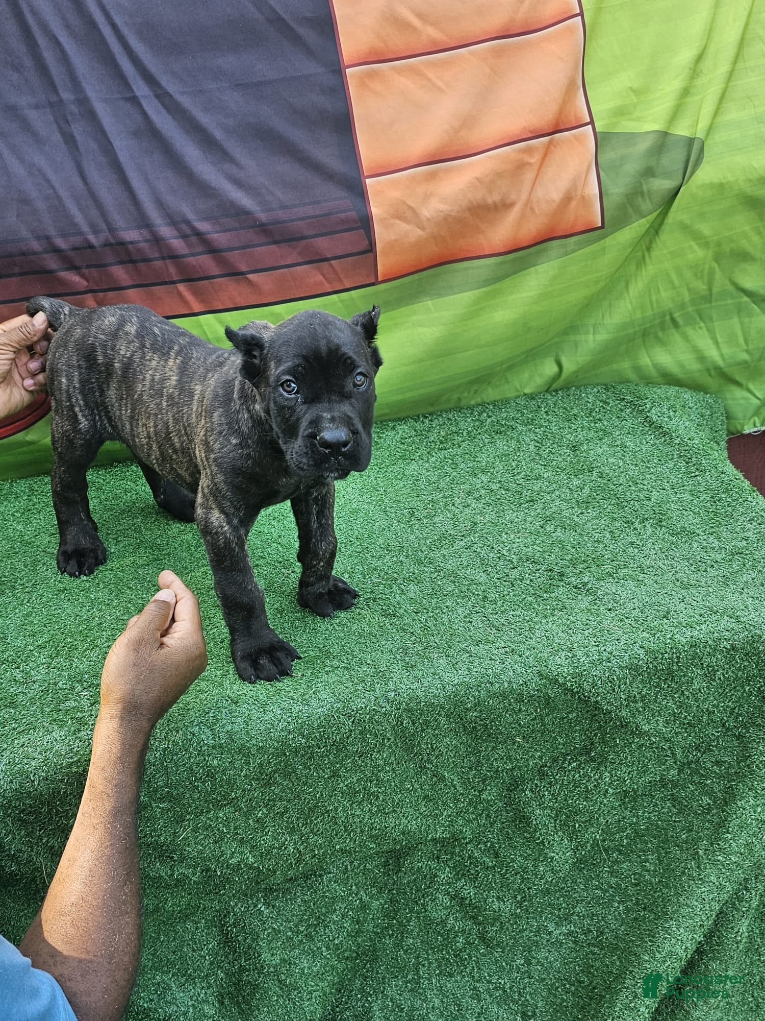 Cane Corso dogs BLAZE - Ad 2