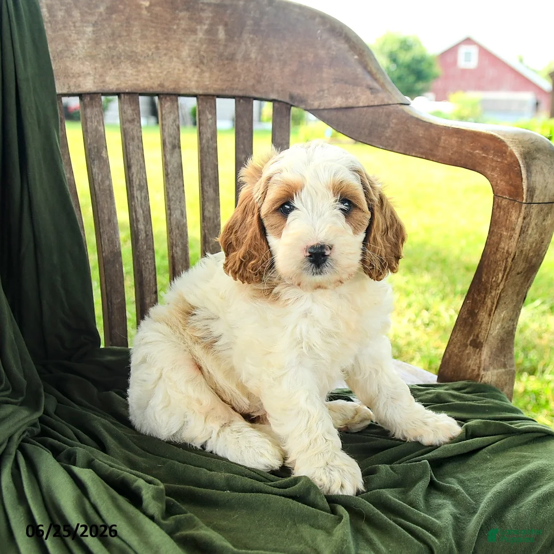 Goldendoodle dogs for sale: Brianna - Ad 1
