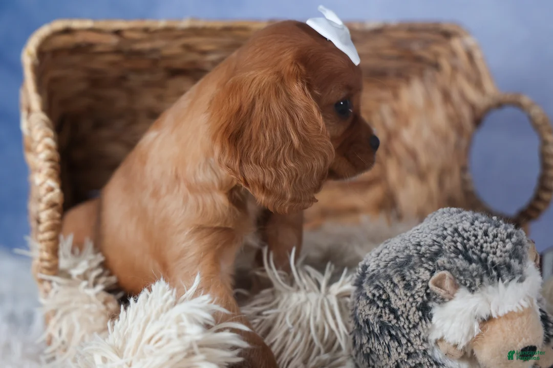 Cavalier King Charles Spaniel dogs for sale: Paisley - Ad 4