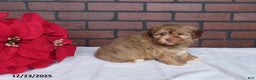 Havanese dogs for sale: Teddy - Ad 3