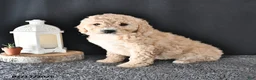 Mini Goldendoodle dogs for sale: Amber - Ad 3