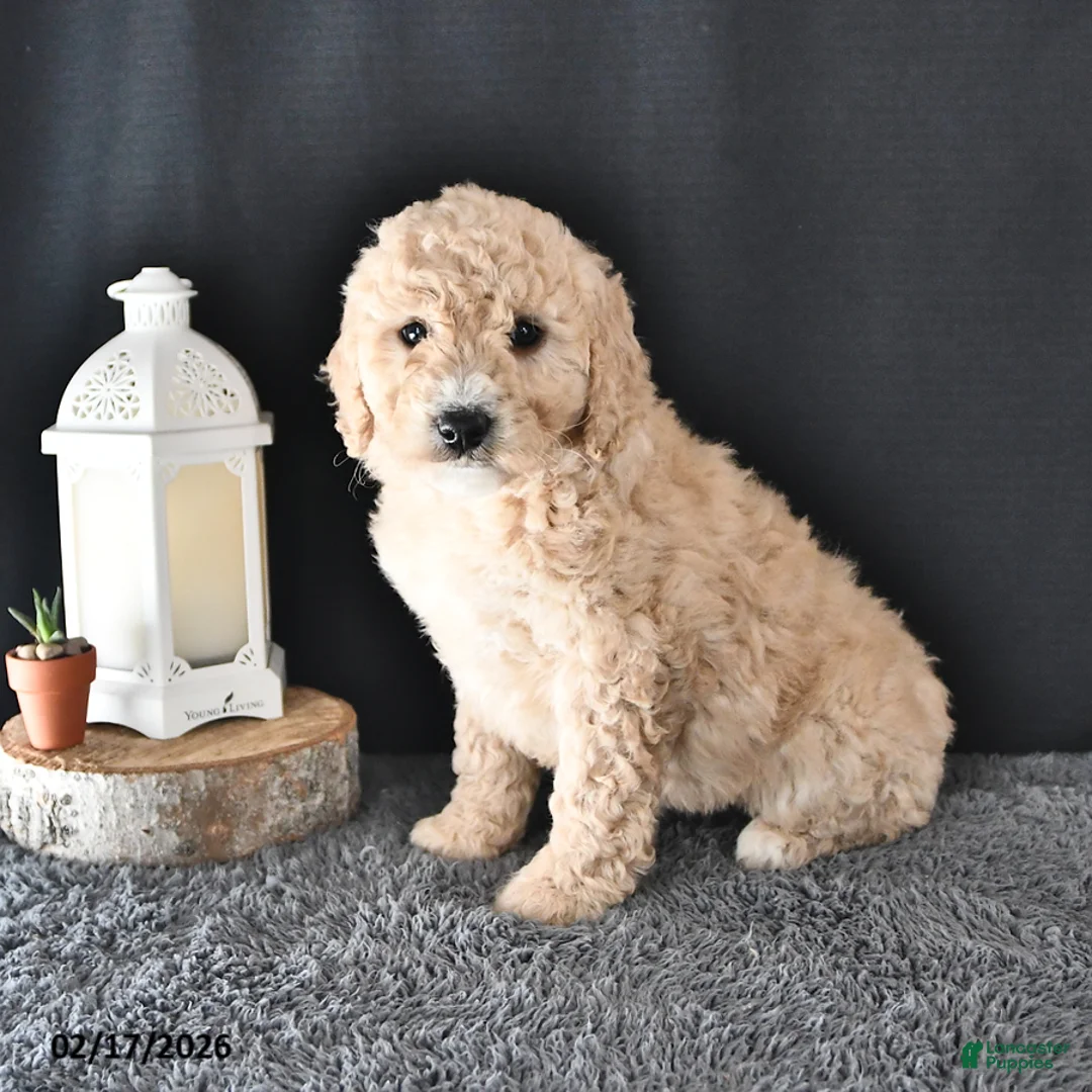 Mini Goldendoodle dogs for sale: Amber - Ad 3